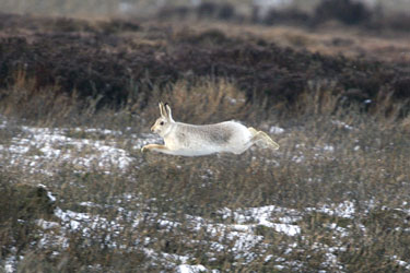 Wildlife images by Betty Fold Gallery